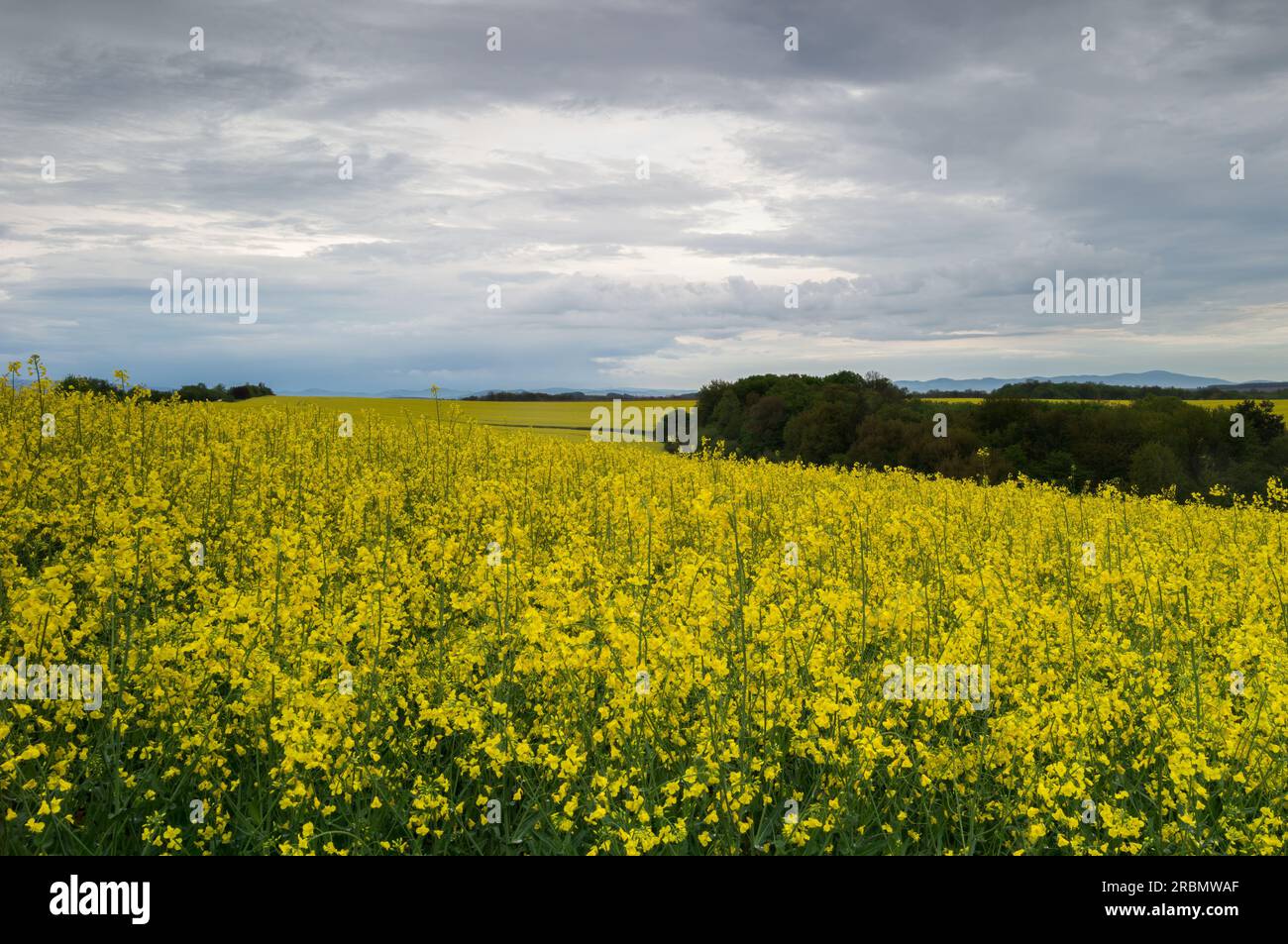 Paesaggio rurale primaverile con campo di canola in fiore e cielo nuvoloso. Zona agricola Banovce, Slovacchia Foto Stock