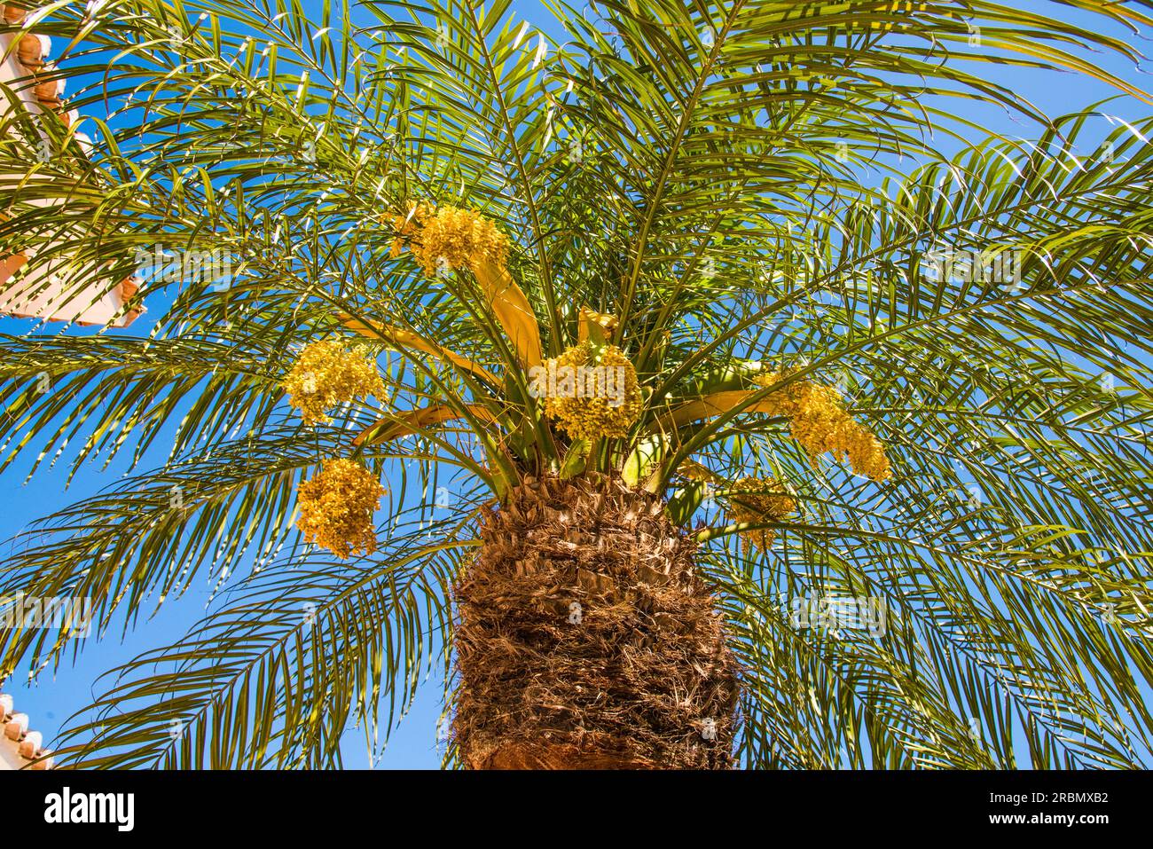Palma con cielo blu vista dalla sedia a sdraio, sulla Costa Blanca, Spagna Foto Stock