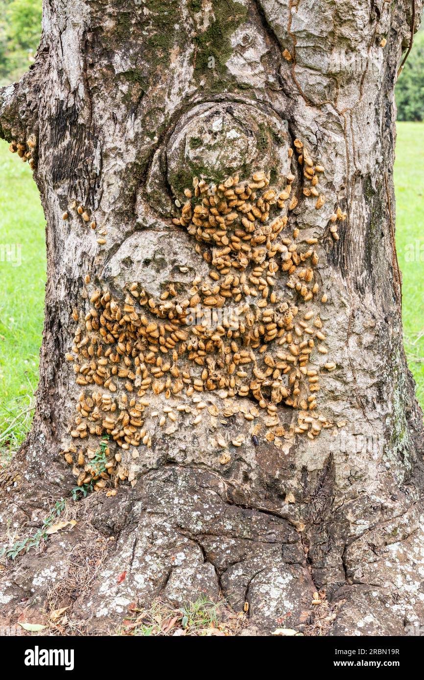 Bozzoli vuoti di una specie di falena africana che copre un tronco di albero. Giardino botanico di Entebbe, Uganda. Foto Stock