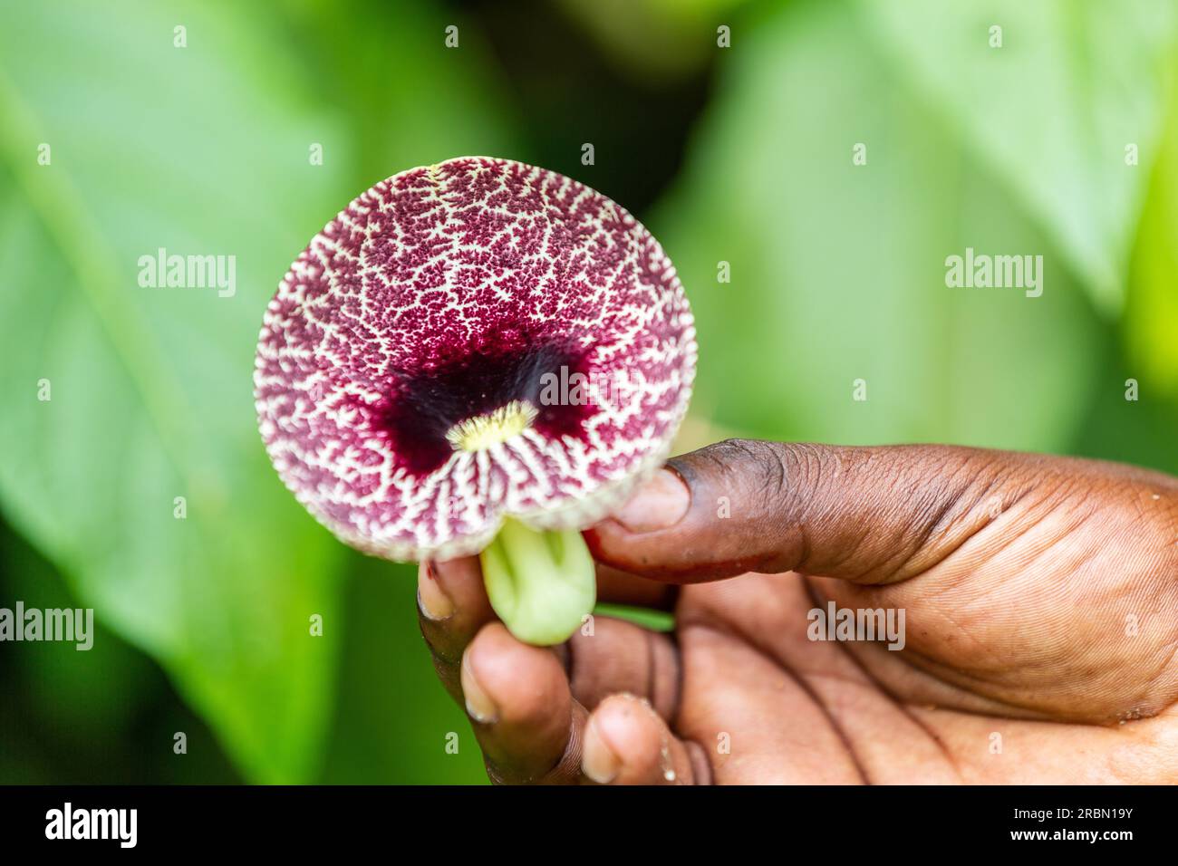 Fiore di Aristolochia 'pipa da olandese' tenuto in mano. Giardino botanico di Entebbe, Uganda. Foto Stock