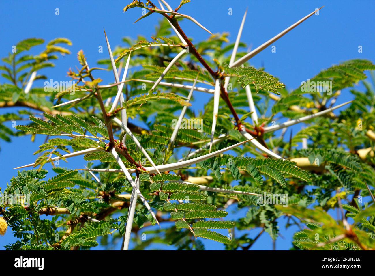 Picchi di febbre e fiori gialli fotografati al sole. Foto Stock