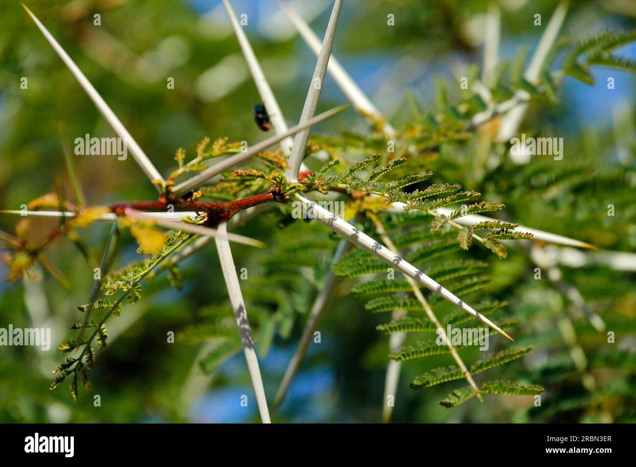 Picchi di febbre e fiori gialli fotografati al sole. Foto Stock