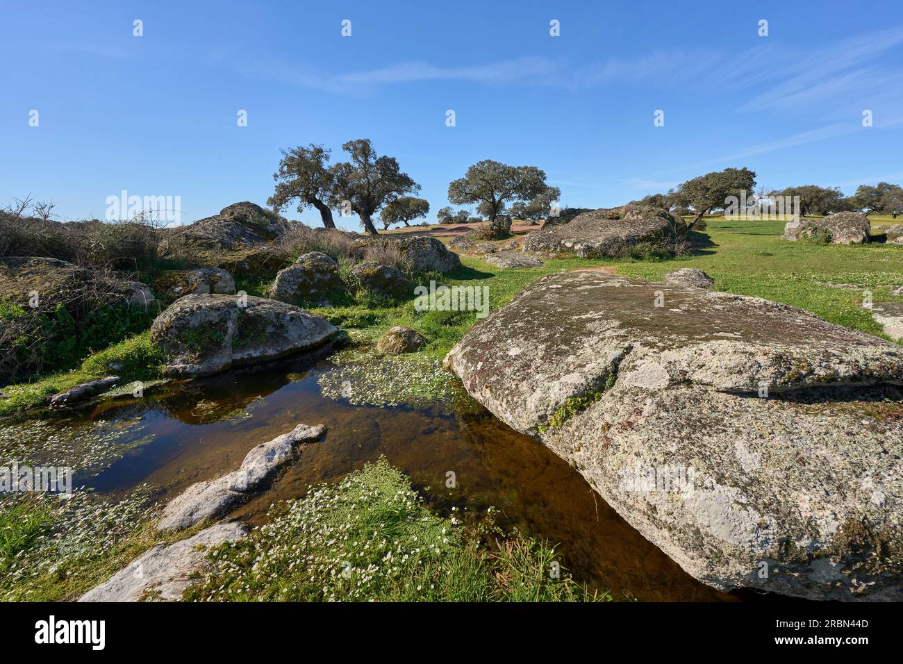Paesaggio roccioso con querce di pietra e querce di sughero nel dipartimento spagnolo dell'Estremadura Foto Stock