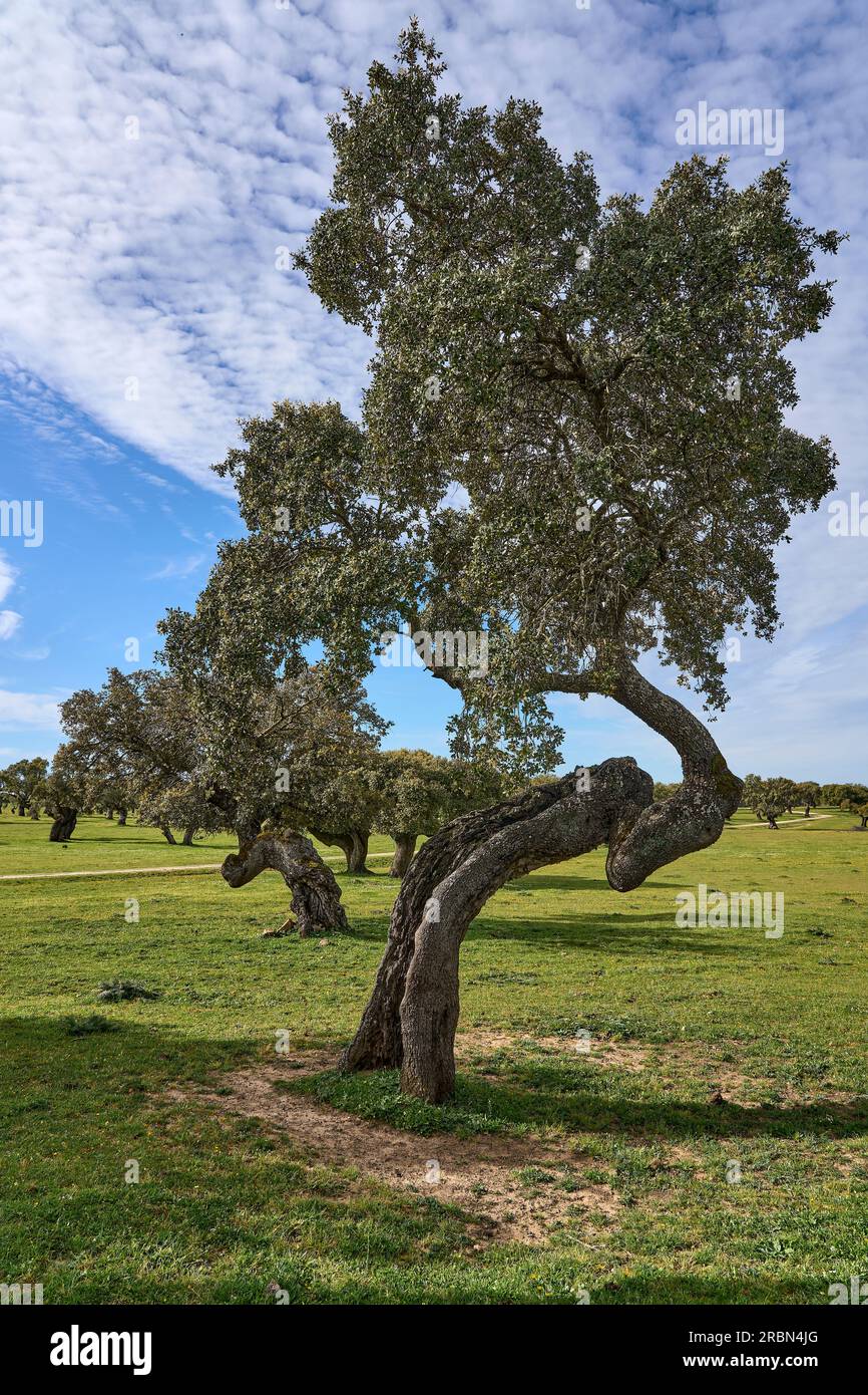 Paesaggio roccioso con querce di pietra e querce di sughero nel dipartimento spagnolo dell'Estremadura Foto Stock