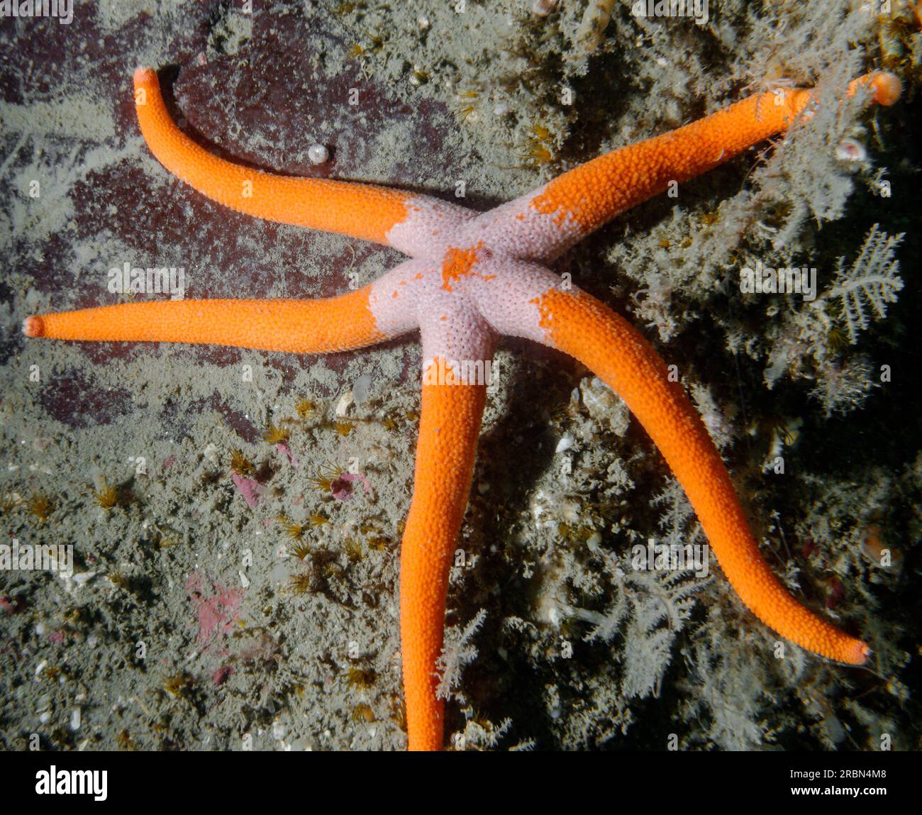 Una Blood Star rossa brillante ha fotografato le immersioni subacquee nella Columbia Britannica meridionale. Foto Stock