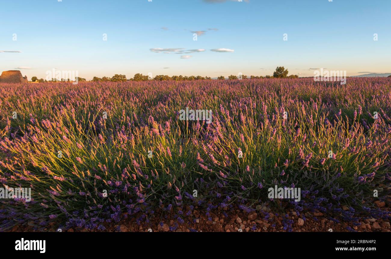 Campi di lavanda in fiore sull'altopiano di Valensole, Provenza, Francia meridionale. Foto Stock