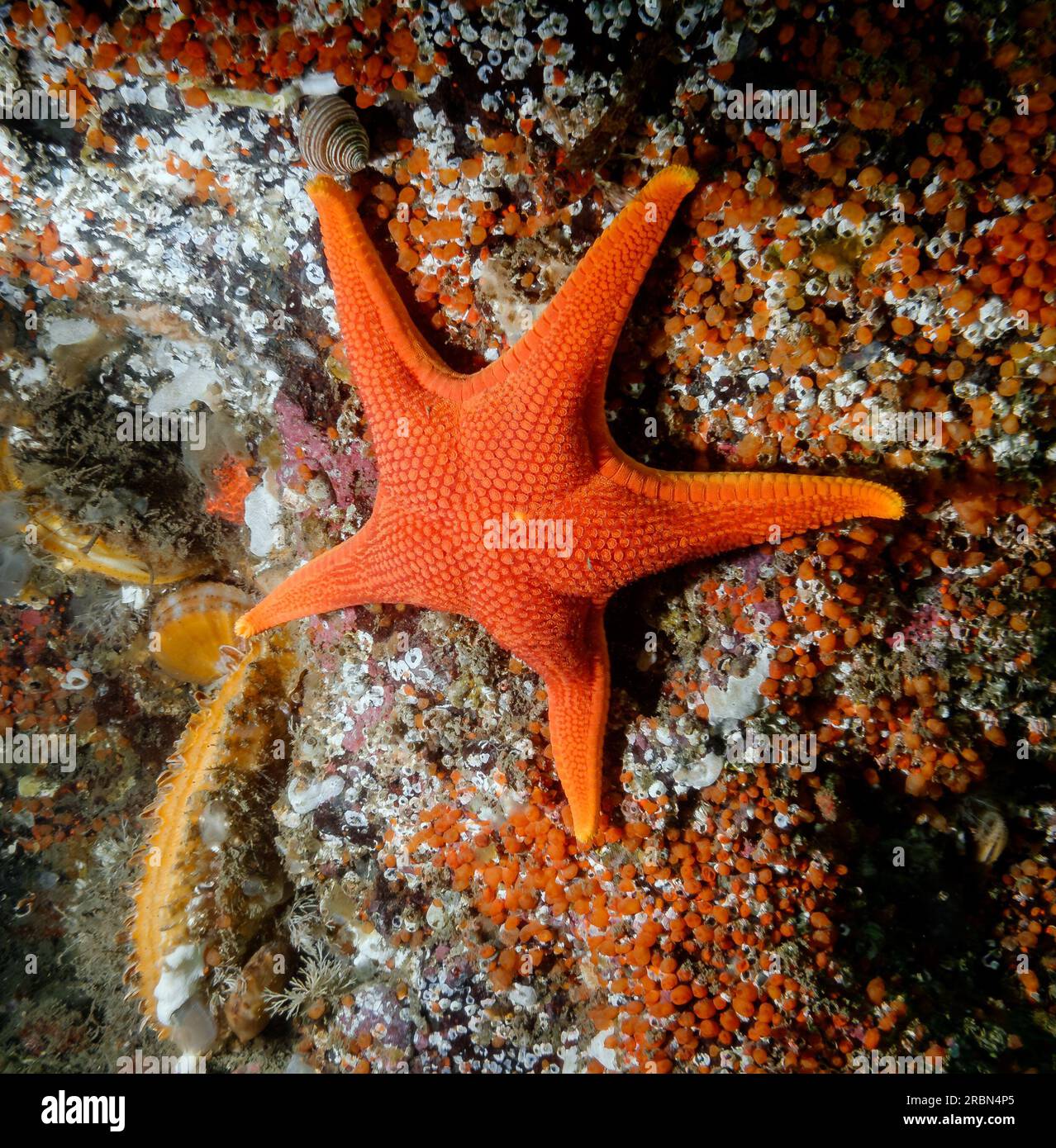 Vermillion Star (Mediaster aequalis) fotografato nella Columbia Britannica meridionale Foto Stock