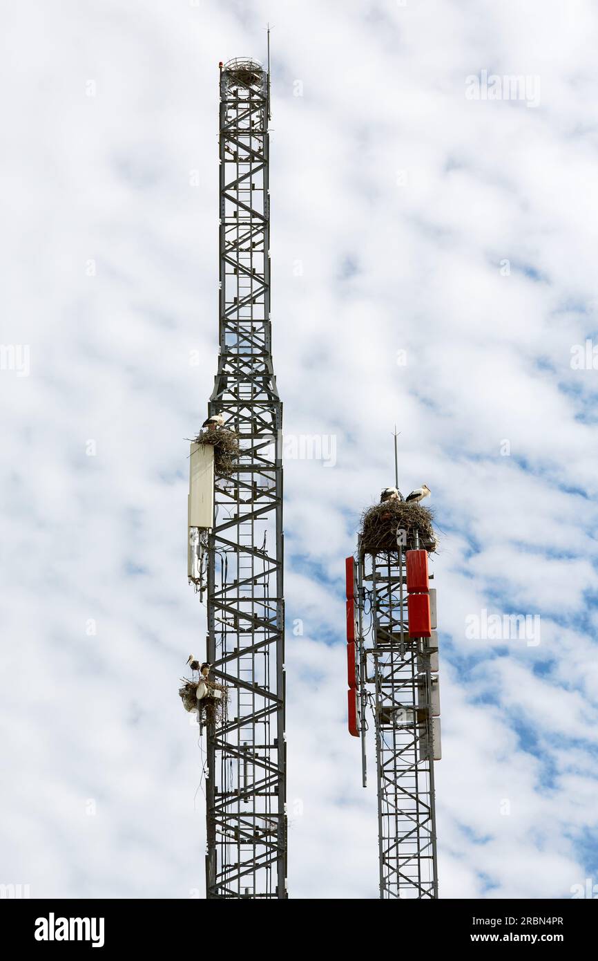 Cicogne bianche, ciconia, nidificano su una torre cellulare, ignorando il pericolo delle radiazioni Foto Stock
