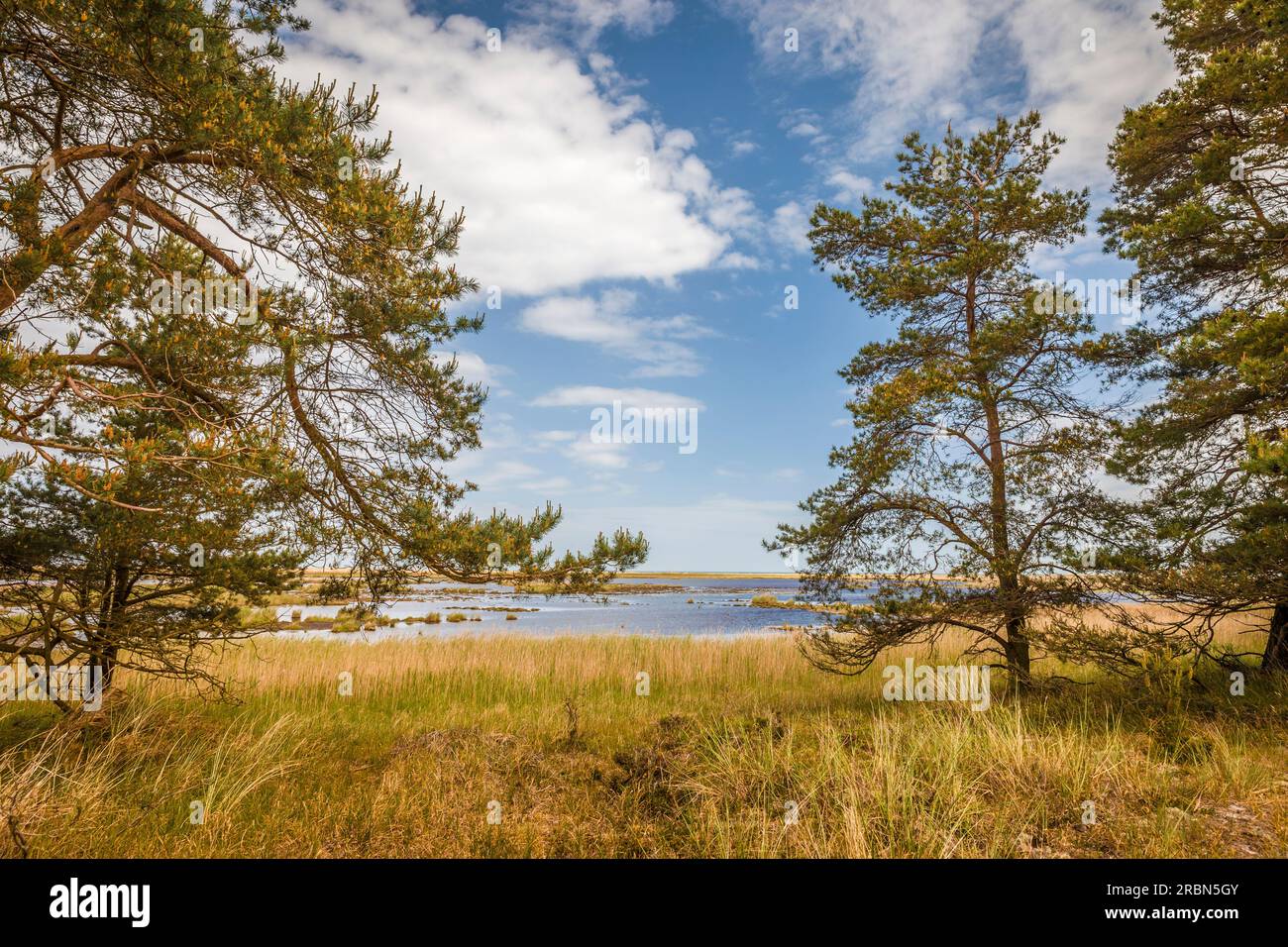 Parco nazionale dell'area della laguna della Pomerania occidentale, Meclemburgo-Pomerania occidentale, Germania settentrionale, Germania Foto Stock