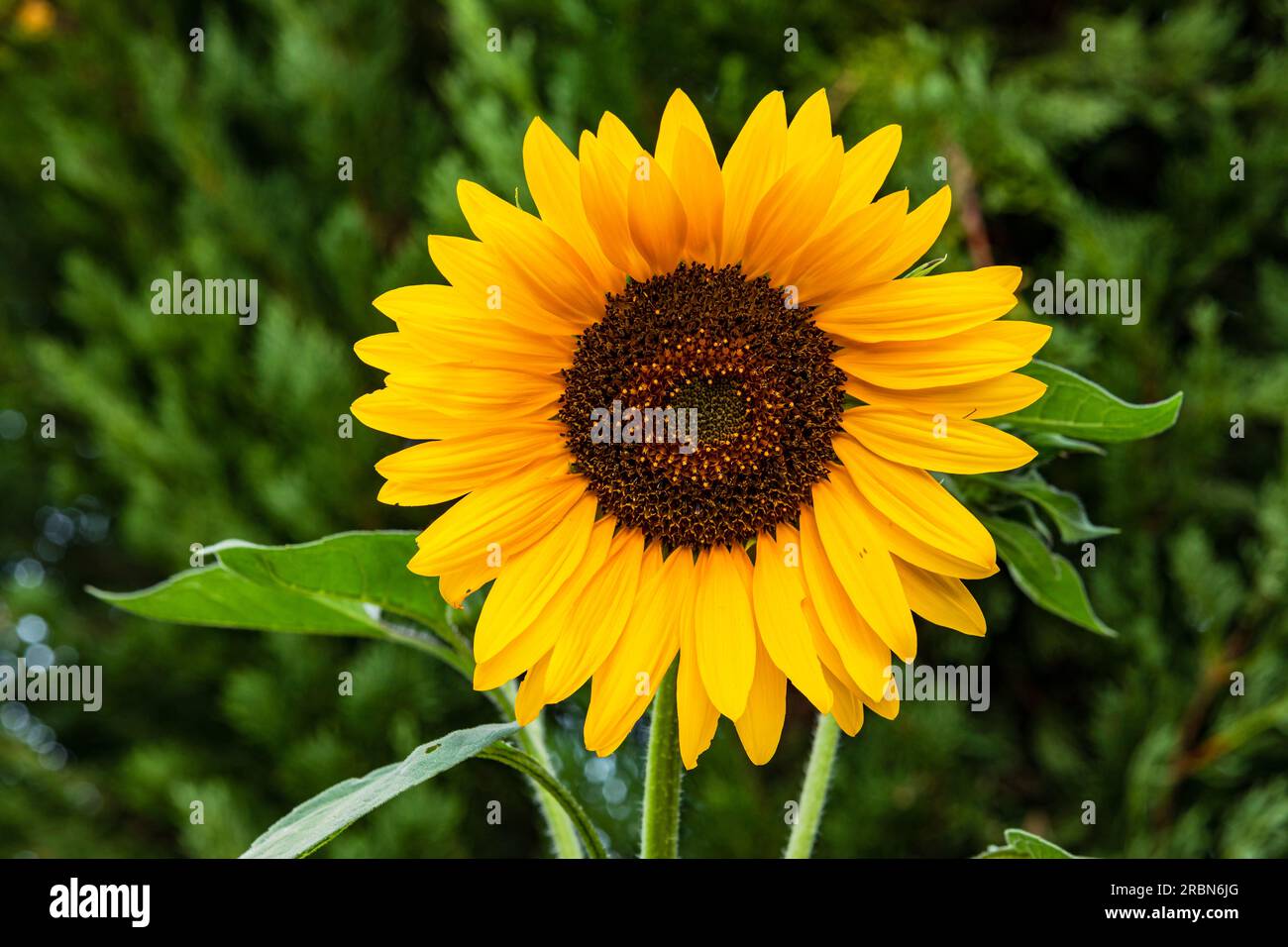 Primo piano di un girasole in estate al sole contro il verde dominante ritagliato Foto Stock