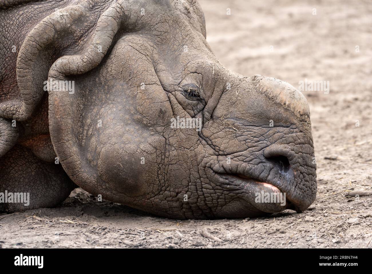 un rinoceronte senza corno sdraiato a terra. Animali selvatici allo zoo durante il tempo estivo soleggiato. Vista ravvicinata. Foto Stock