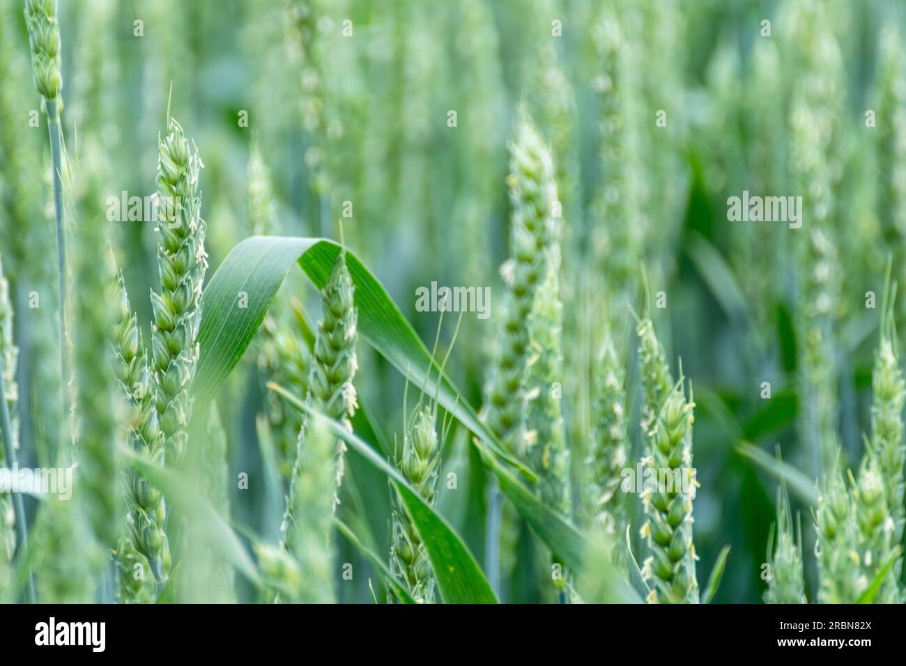 Primo piano di colture di grano verde primaverile. Orecchie di grano giovane o spikelets con sfondo sfocato. Agricoltura dell'orzo Foto Stock