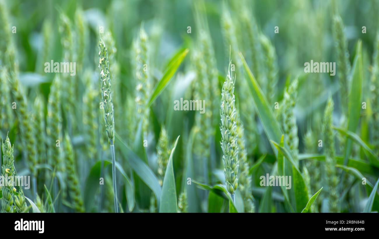 Primo piano di colture di grano verde primaverile. Orecchie di grano giovane o spikelets con sfondo sfocato Foto Stock