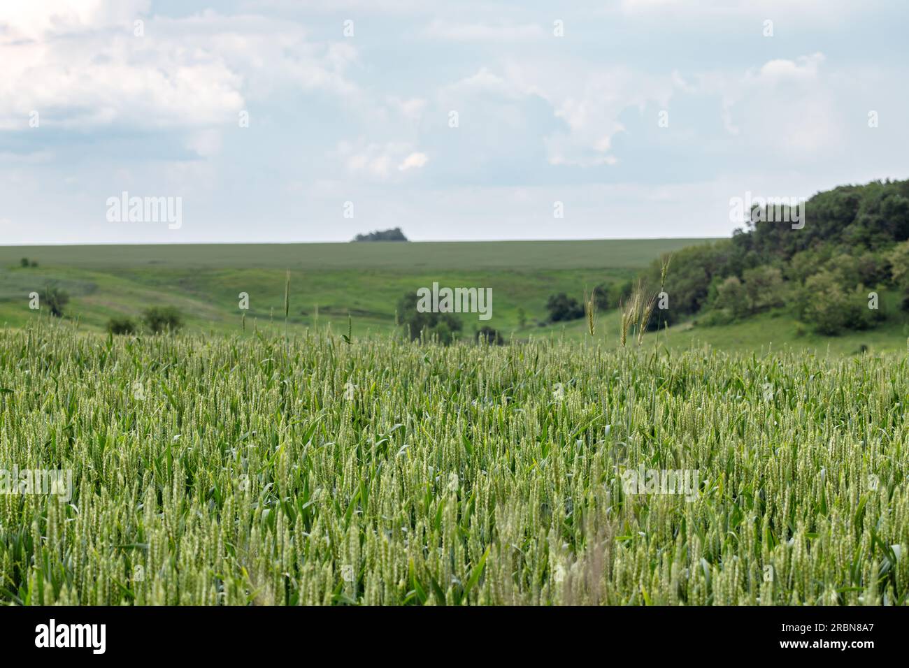Paesaggio verde dei campi di grano. Orzo primaverile con cielo nuvoloso sfocato e sfondo di alberi. Agricoltura in Ucraina Foto Stock