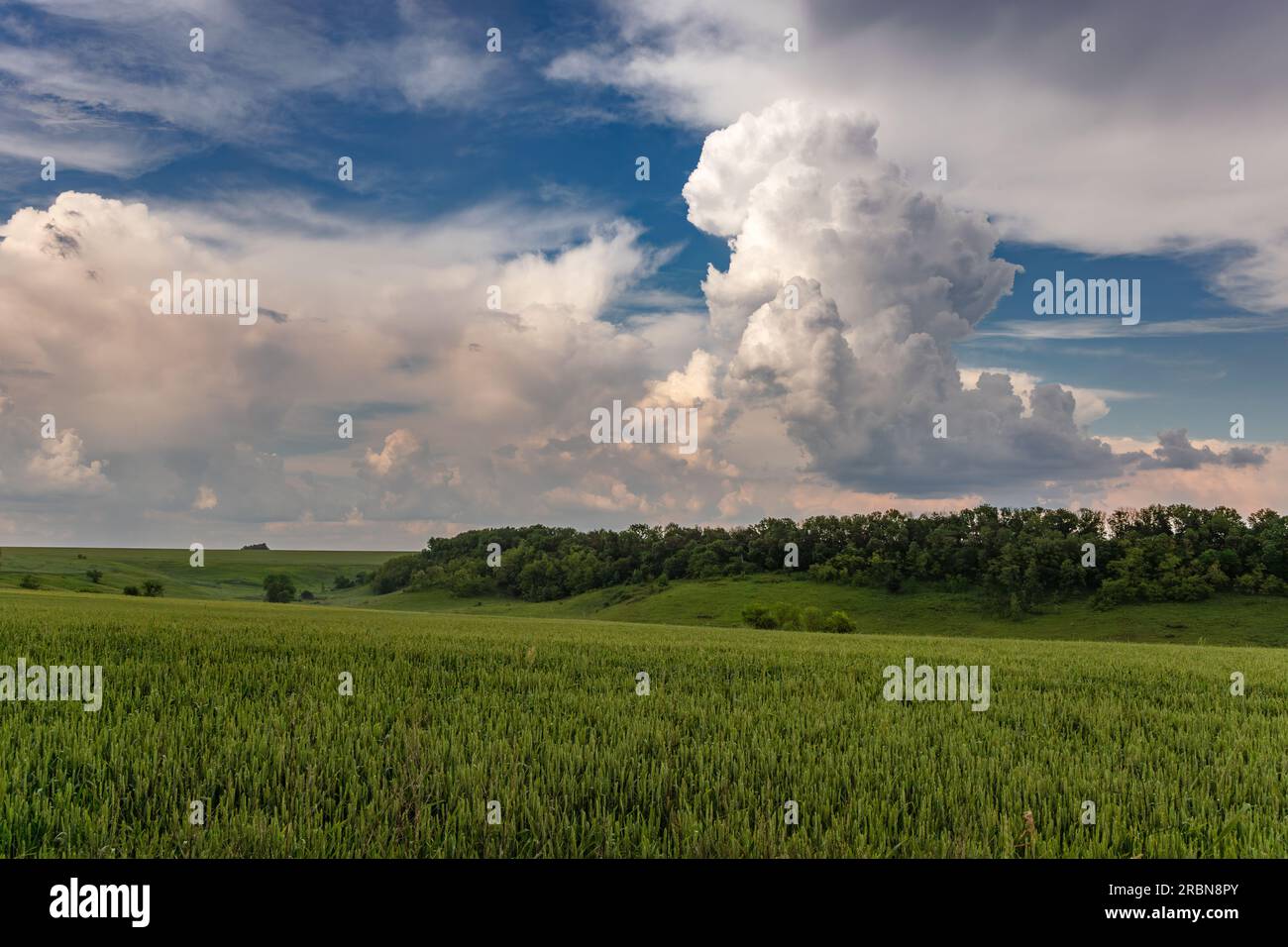 Paesaggio verde dei campi di grano con un cielo nuvoloso epico. Orzo primaverile che cresce con alberi sullo sfondo. Agricoltura in Ucraina Foto Stock