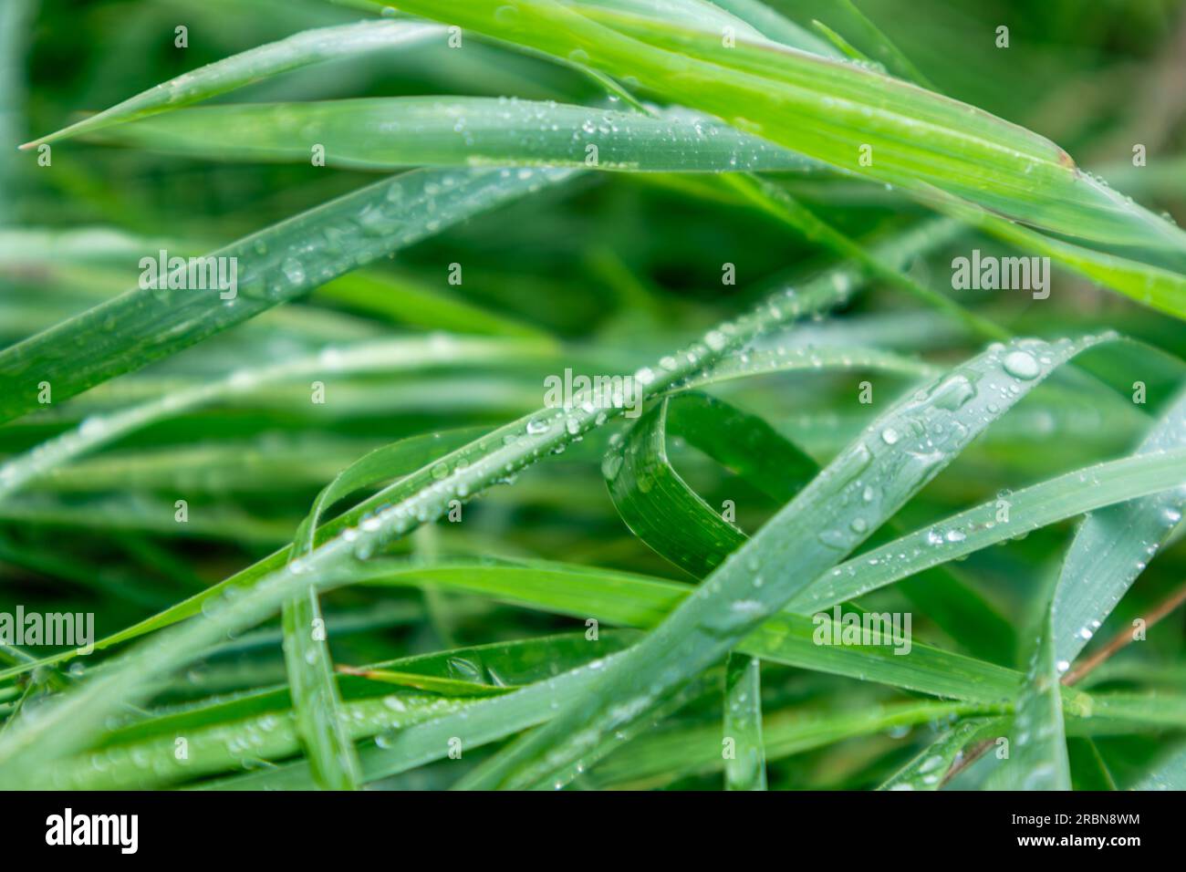 L'erba verde di primavera lascia le gocce d'acqua piovana scintillanti da vicino. Motivi naturali freschi con messa a fuoco selettiva Foto Stock