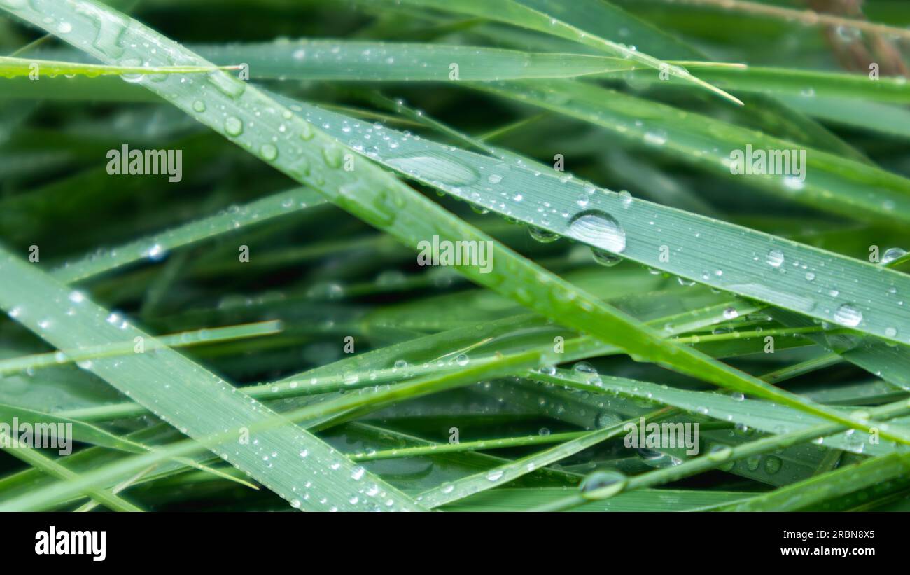 L'erba verde di primavera lascia le gocce d'acqua piovana da vicino. Schemi della natura Foto Stock