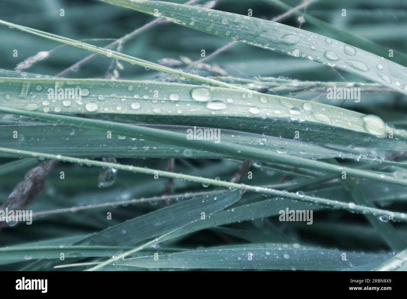 L'erba verde di primavera si allontana dalle gocce d'acqua piovana da vicino. Motivi bluastro della natura Foto Stock