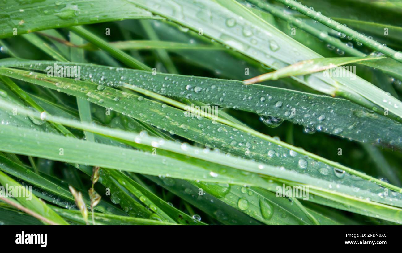 Gocce d'acqua piovana scintillanti sulle foglie di erba verde primaverile da vicino. Schemi della natura Foto Stock