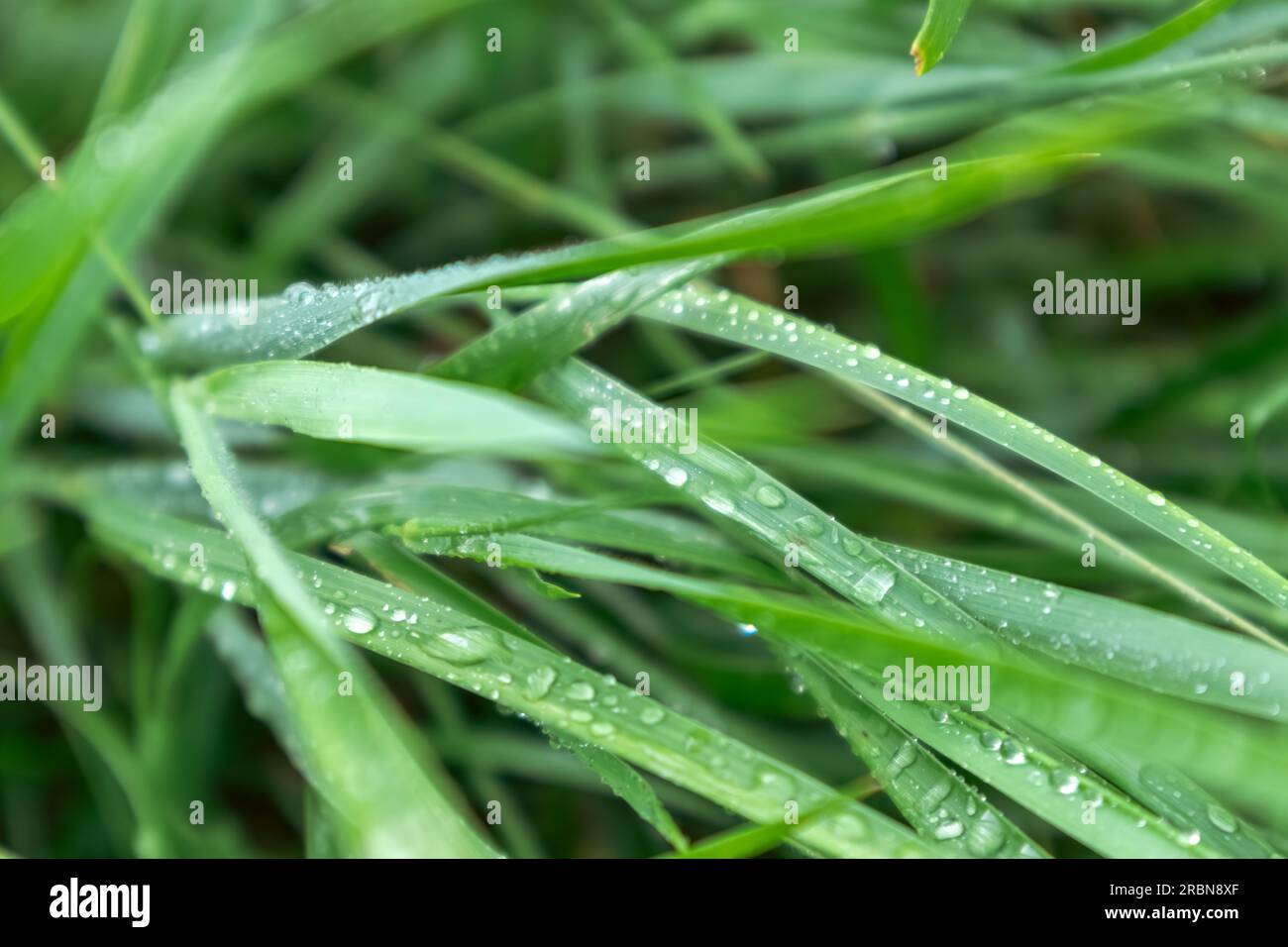 Foglie di erba di primavera verde in gocce d'acqua piovana scintillanti da vicino con sfocatura dello sfondo. Motivi naturali freschi Foto Stock