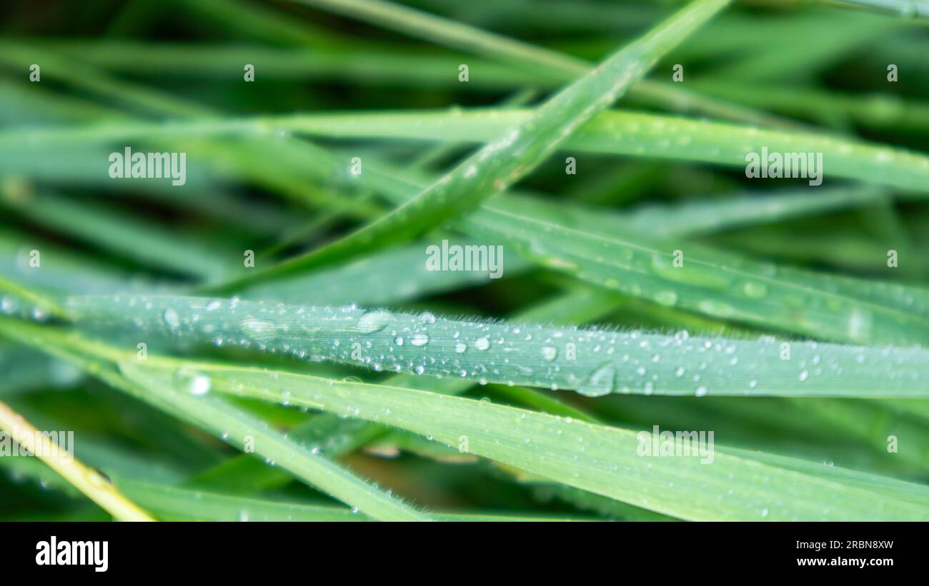 Foglie di erba verde primaverile con gocce d'acqua piovana da vicino. Motivi naturali freschi Foto Stock