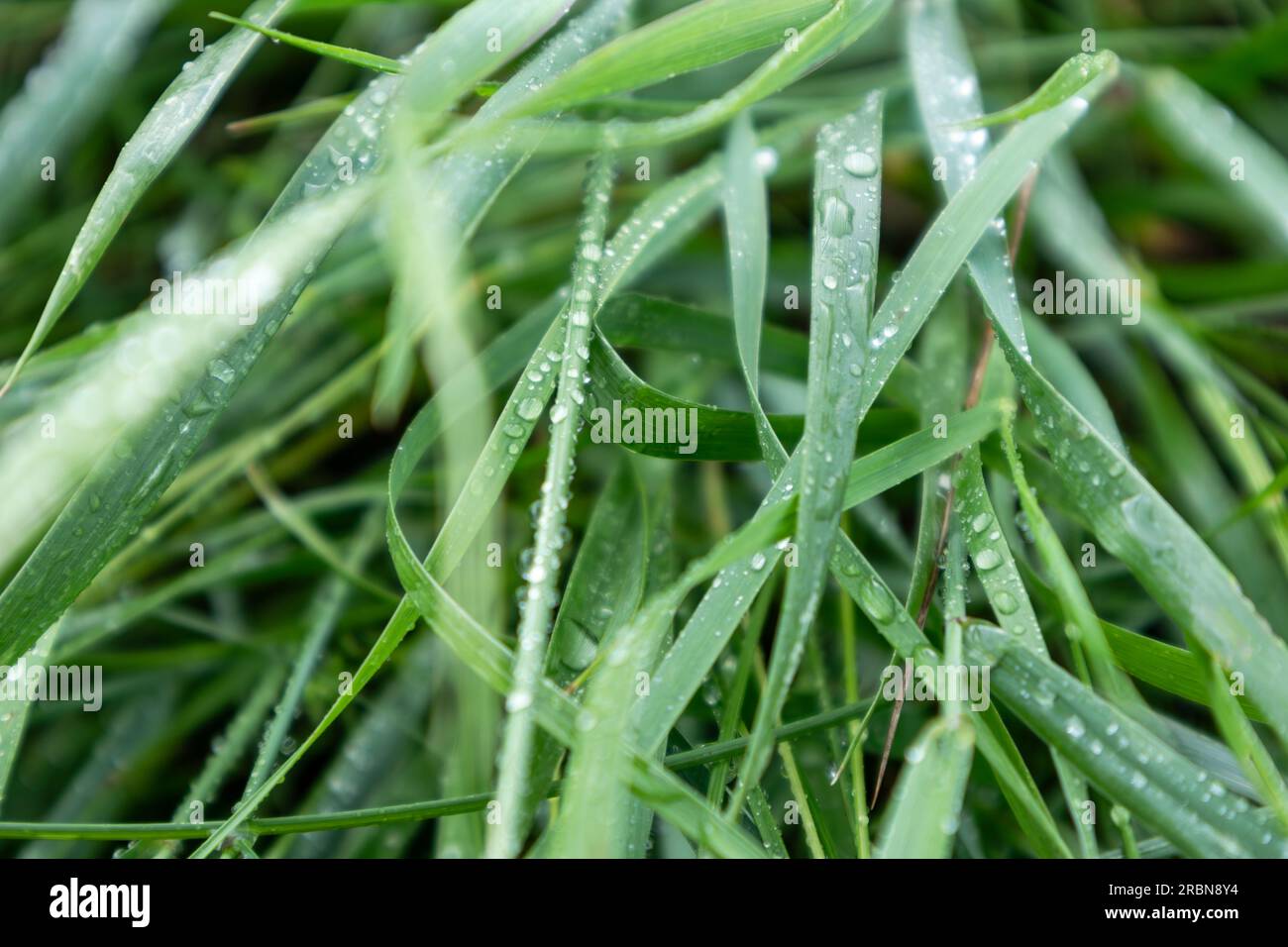 Erba verde di primavera con gocce d'acqua piovana da vicino. Motivi naturali freschi con sfondo sfocato Foto Stock