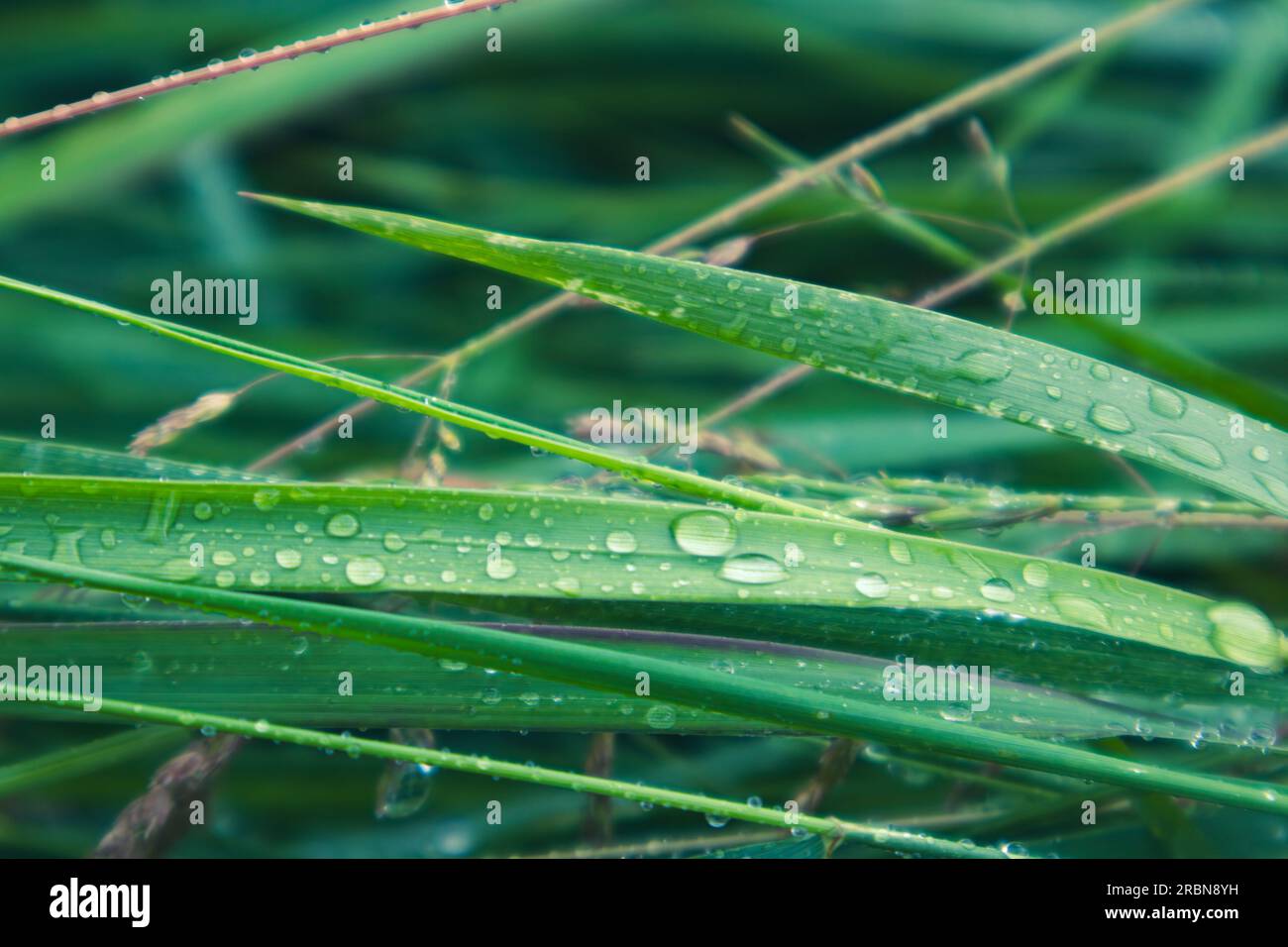 L'erba verde di primavera lascia le gocce d'acqua piovana da vicino. Motivi naturali freschi Foto Stock
