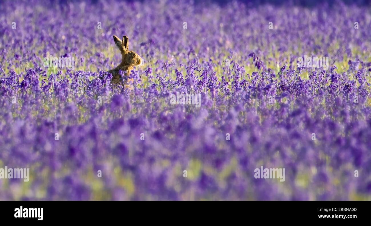 Brown Hare, Lepus europaeus, seduta in posizione eretta in Un campo di campanello comune, Hyacinthoides non-scripta, lit by the Evening Sun, Norfolk, Inghilterra, Regno Unito Foto Stock