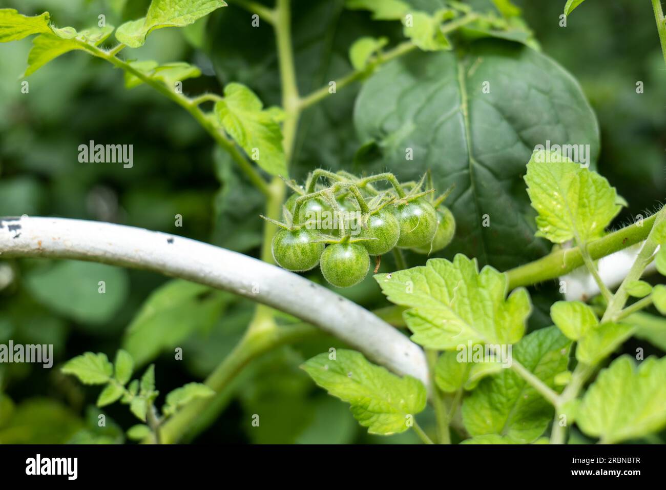 Primo piano di un grappolo di pomodori ciliegini selvatici (Solanum lycopersicum) un tipo di piccoli pomodori rotondi di una recinzione metallica bianca Foto Stock