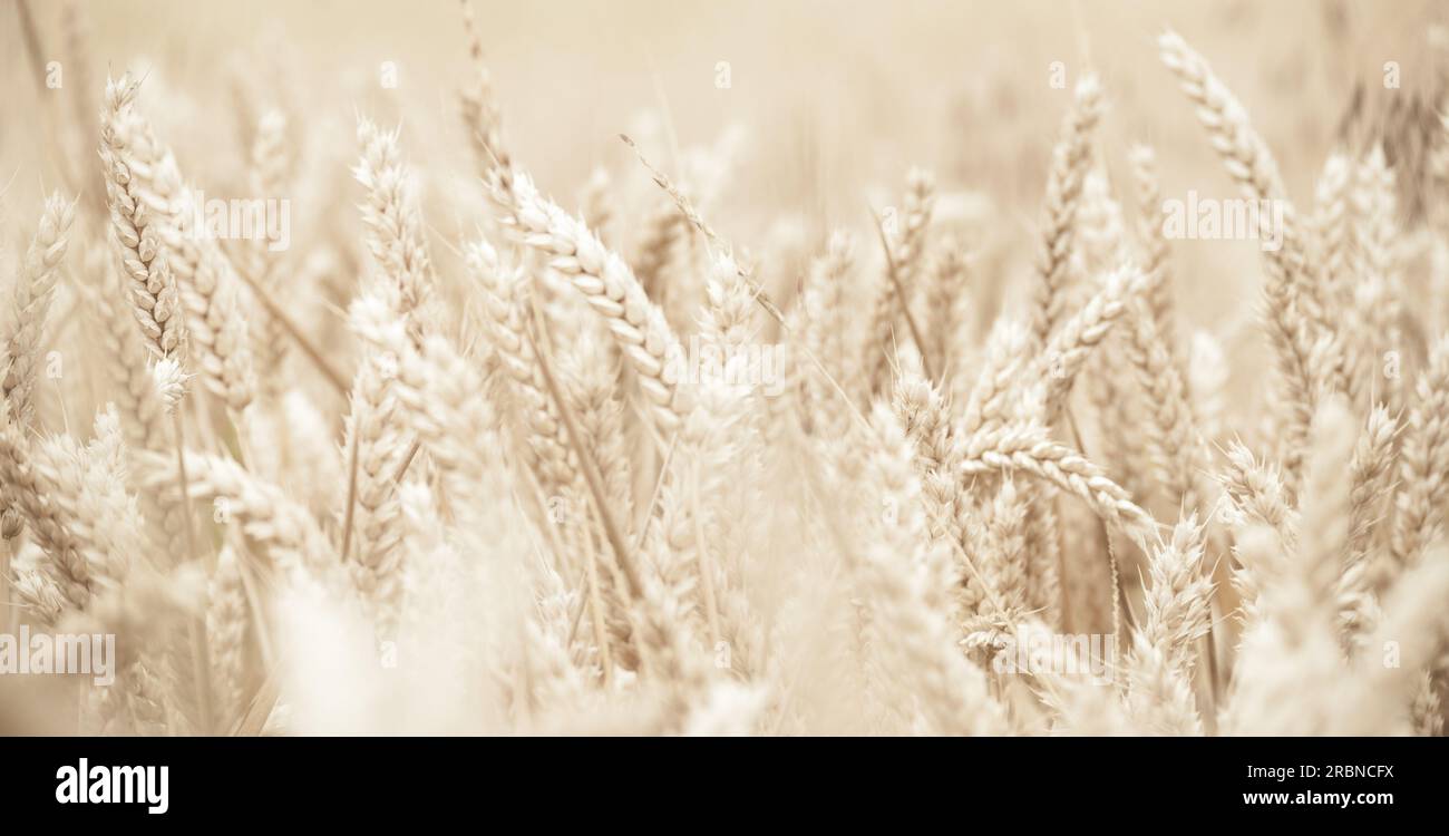 Grano maturo, primo piano del campo di cereali. Uno sfondo calmo sfocato di una tonalità beige con attenzione alle orecchie individuali. Foto Stock