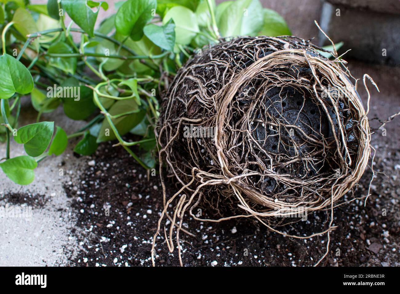 Ravvicinare il sistema radice della pianta legata al rootbound. Repotting Jade Pothos Foto Stock