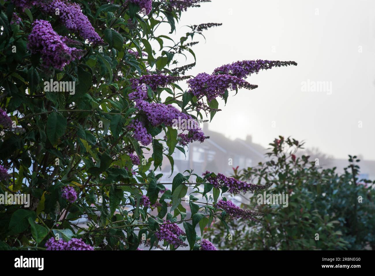 Un cespuglio viola (cespuglio delle farfalle) in fiore in una mattinata nebbiosa a Stockton on Tees, Inghilterra, Regno Unito Foto Stock