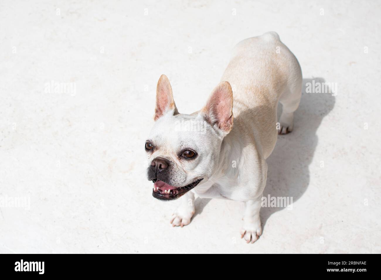 Sottobicchieri Quadrati Con Bulldog Francese Bianco - Set Da 4, Truciolato Lucido, 9x9 Cm, Regalo Per Amanti Dei Cani, Gift Base