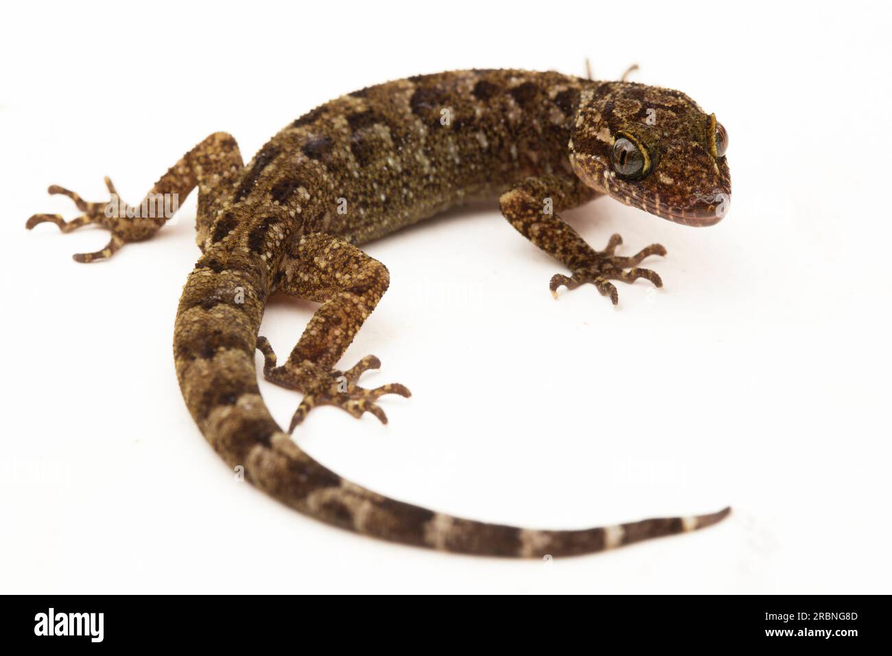 Il geco marmorizzato con dita di prua o la lucertola geco di Giava con punta piegata cyrtodactylus marmoratus isolato su sfondo bianco Foto Stock