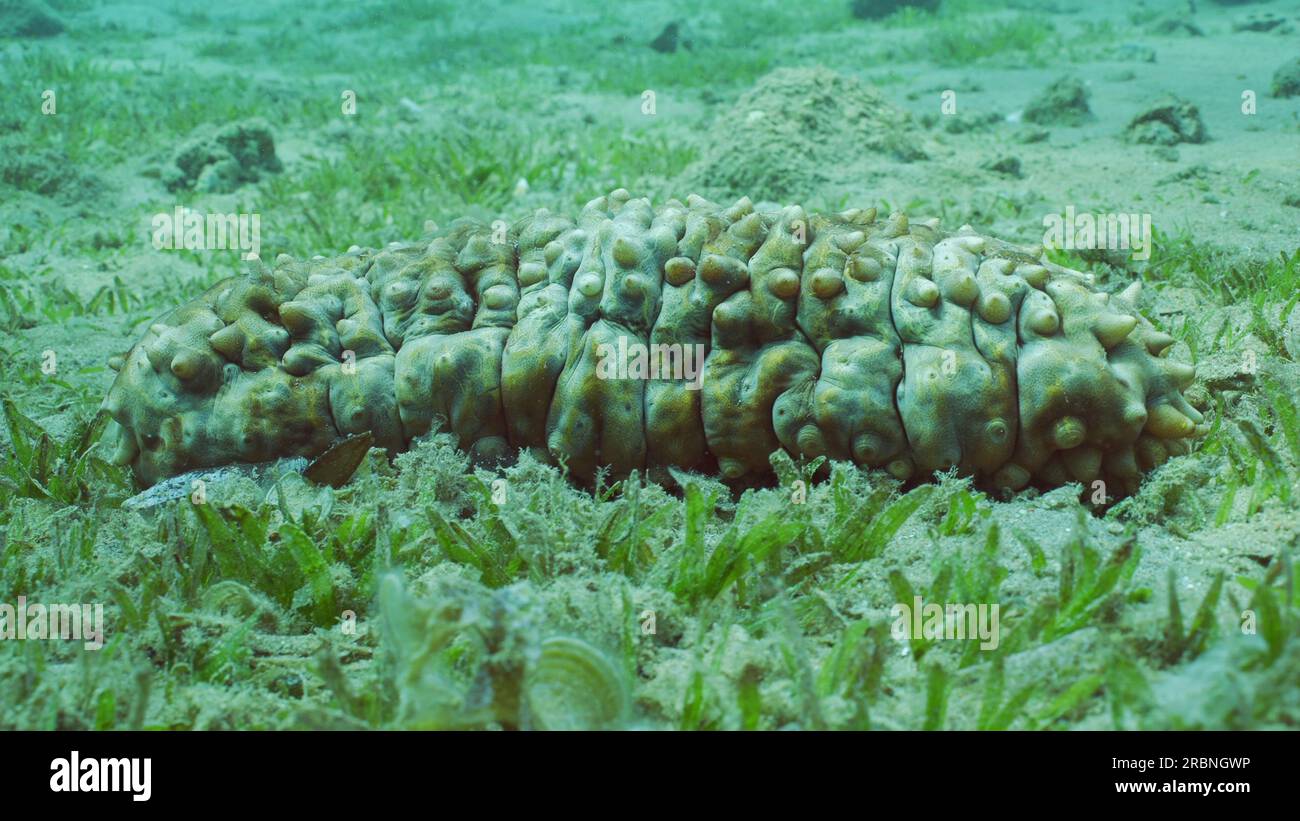 Il cetriolo di mare Ocellato (Stichopus pseudohorrens) giace su un fondo marino ricoperto da alghe verdi, liscio nastro marino (Cymodocea rotundata) nelle giornate di sole Foto Stock