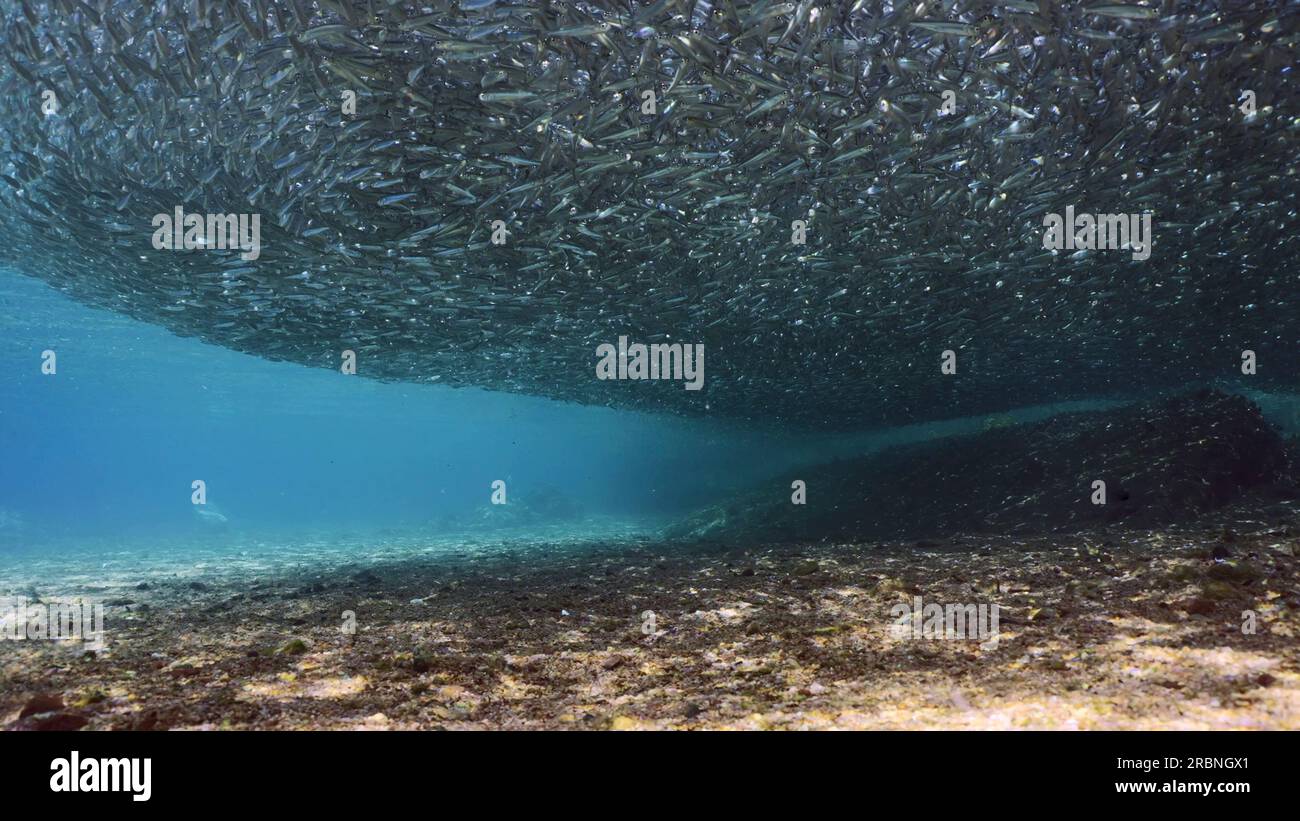 Grande concentrazione di pesci Hardyhead Silverside che nuotano in acque poco profonde su fondali sabbiosi che gettano ombra sul fondale marino alla luce del sole, Mar Rosso, Egitto Foto Stock