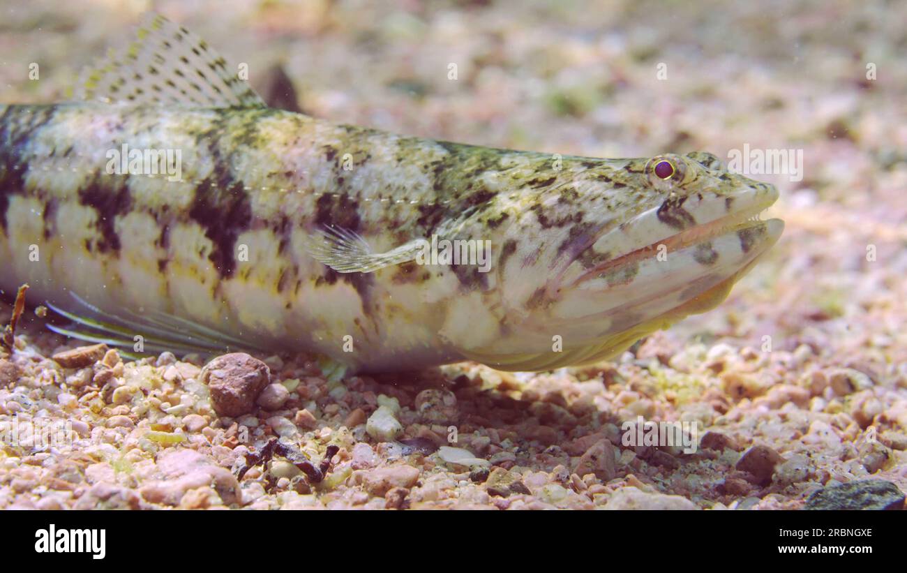Ritratto di pesce libbre o pesce libbre gracile (Saurida gracilis) sul fondo sabbioso in una giornata soleggiata al sole, Mar Rosso, Egitto Foto Stock