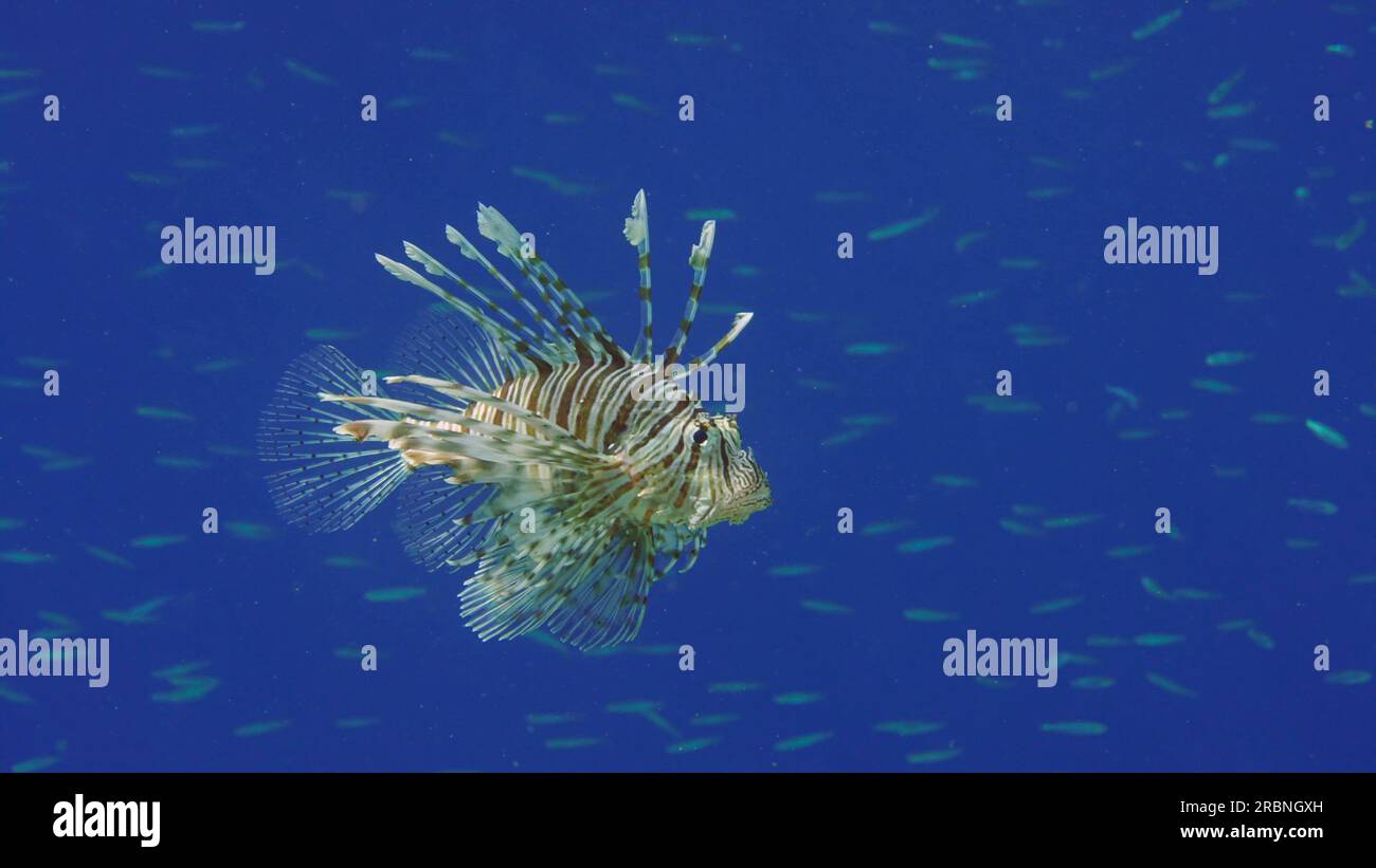 Il pesce leone comune o il pesce leone rosso (Pterois volitans) nuota in acque profonde blu e caccia al pesce hardyhead Silverside (Atherinomorus forskalii), rosso se Foto Stock