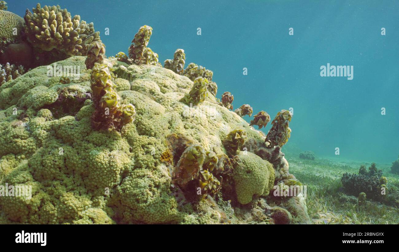 Alghe marine brune foglie di foglie di pesce (Turbinaria) che crescono su coralli duri. Sottomarino, Mar Rosso, Egitto Foto Stock