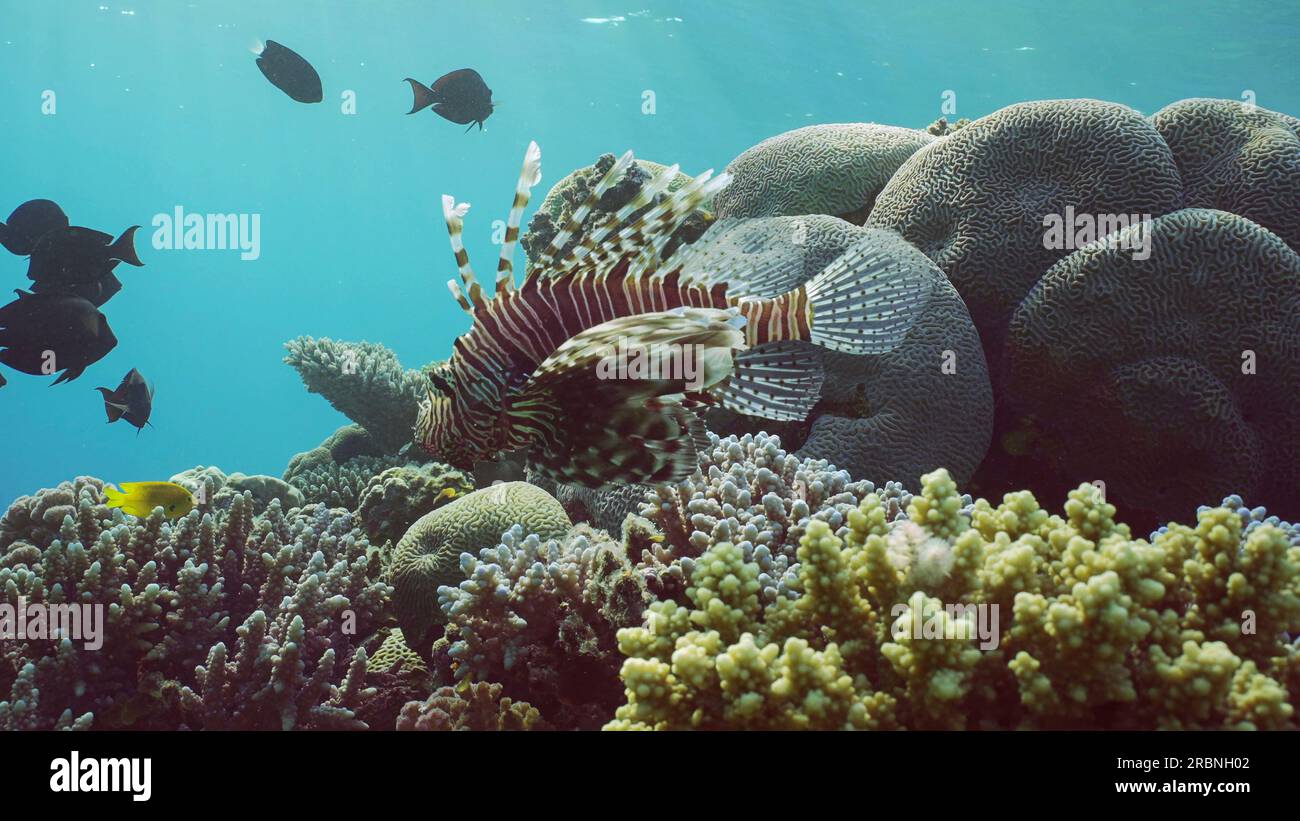 Il pesce leone comune o il pesce leone rosso (Pterois volitans) nuota sopra la barriera corallina in acque blu al mattino ai raggi del sole, Mar Rosso, Egitto Foto Stock