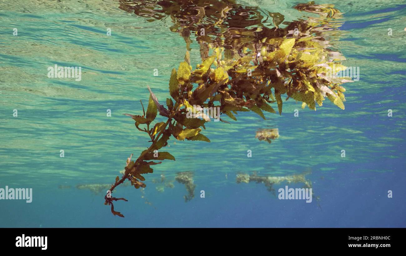 Primo piano di frammenti di Seaweed Brown Sargassum che si spostano sulla superficie dell'acqua durante il giorno con raggi solari luminosi, vista sottomarina, Mar Rosso, Egitto Foto Stock