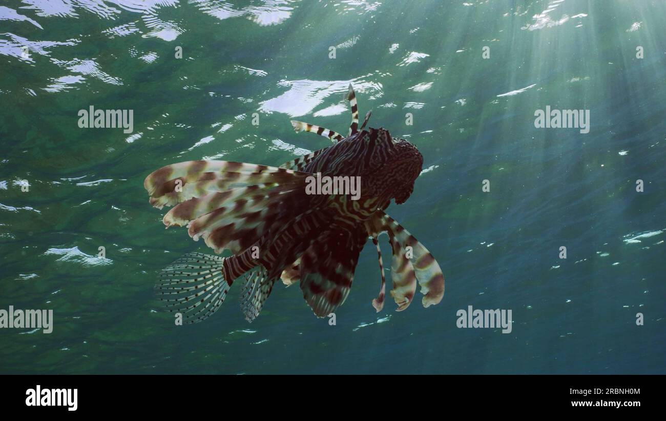 Sagoma dei comuni pesci leone o pesci leone rossi (Pterois volitans) che nuotano in raggi solari luminosi in acqua blu, retroilluminazione (contrtre-giour) Mar Rosso, Egitto Foto Stock
