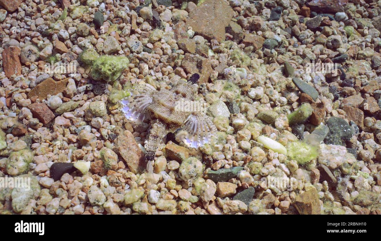 Comune Seamoth, Little Dragonfish o Short Dragonfish (Eurypegasus draconis) camminando sul fondale roccioso sabbioso nelle giornate di sole a raggi del sole, vista dall'alto, Mar Rosso Foto Stock