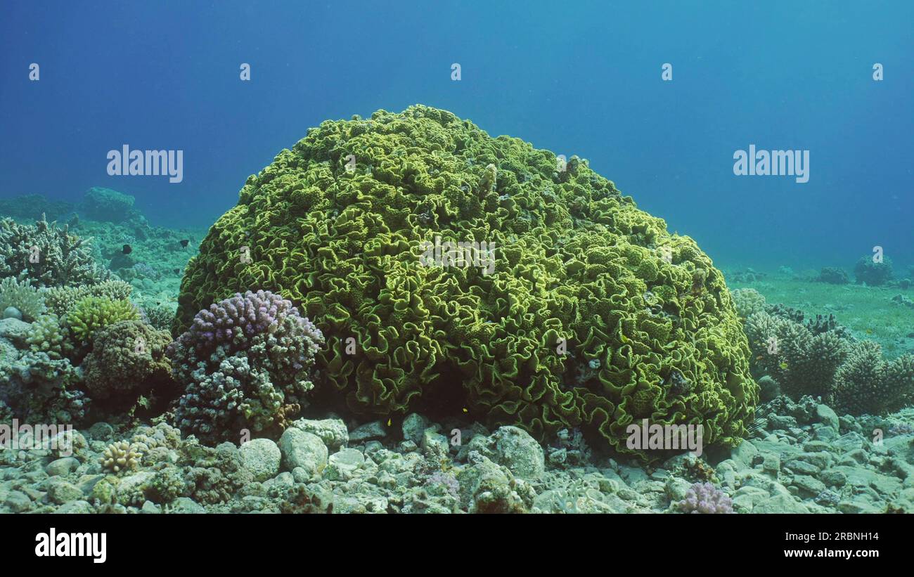 Colonia di corallo di lattuga o corallo giallo (Turbinaria reniformis) sul fondale marino nelle giornate di sole, Mar Rosso, Egitto Foto Stock