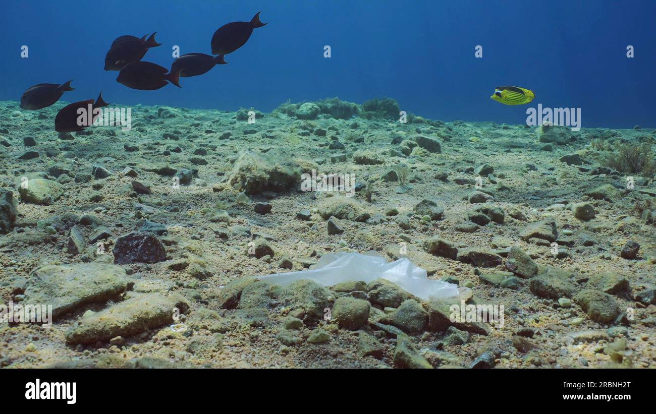 La borsa di plastica bianca si trova su un fondale roccioso nelle giornate di sole, tra i raggi del sole, i pesci tropicali nuotano nelle vicinanze, l'inquinamento plastico dell'Oceano, il Mar Rosso, l'Egitto Foto Stock