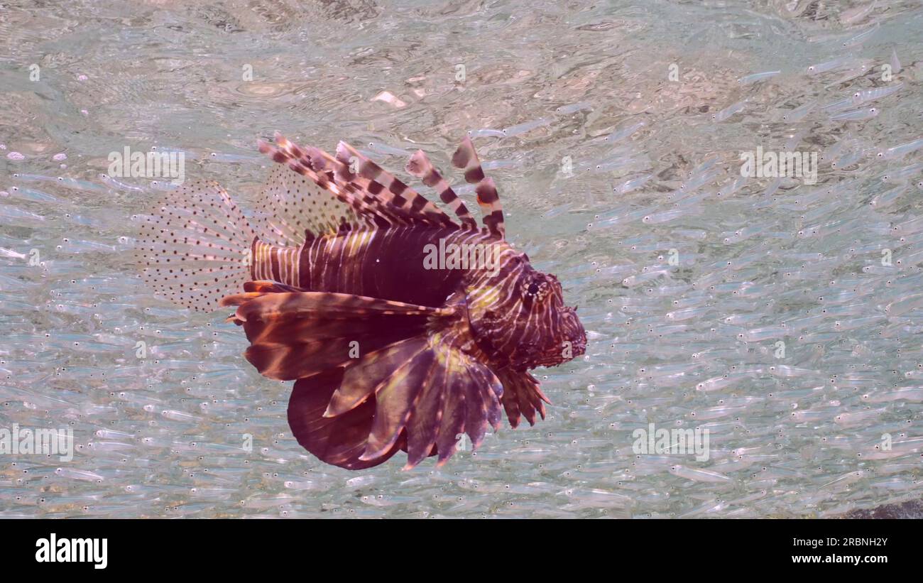 Primo piano della caccia ai leoni rossi su un grande branco di piccoli pesci vivaci Hardyhead Silverside nuota vicino alla secca in acque poco profonde di giorno in bricco Foto Stock