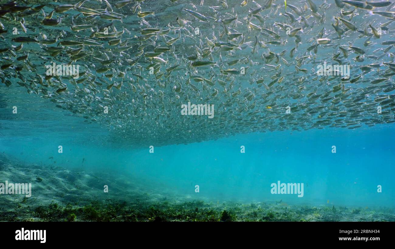 Un'enorme concentrazione di pesci Hardyhead Silverside nuota nell'acqua blu sul fondo sabbioso che getta l'ombra sul fondo marino e scintillante ai raggi del sole, rosso Foto Stock