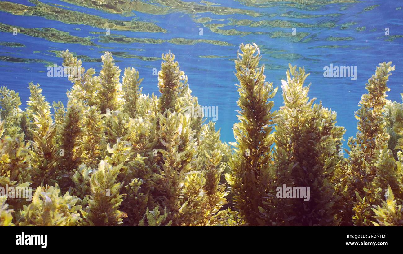 Primo piano di Seaweed Brown Sargassum in acque poco profonde su sfondo blu in una giornata luminosa di sole con raggi del sole, retroilluminazione (Contre-jour) Mar Rosso, Egy Foto Stock