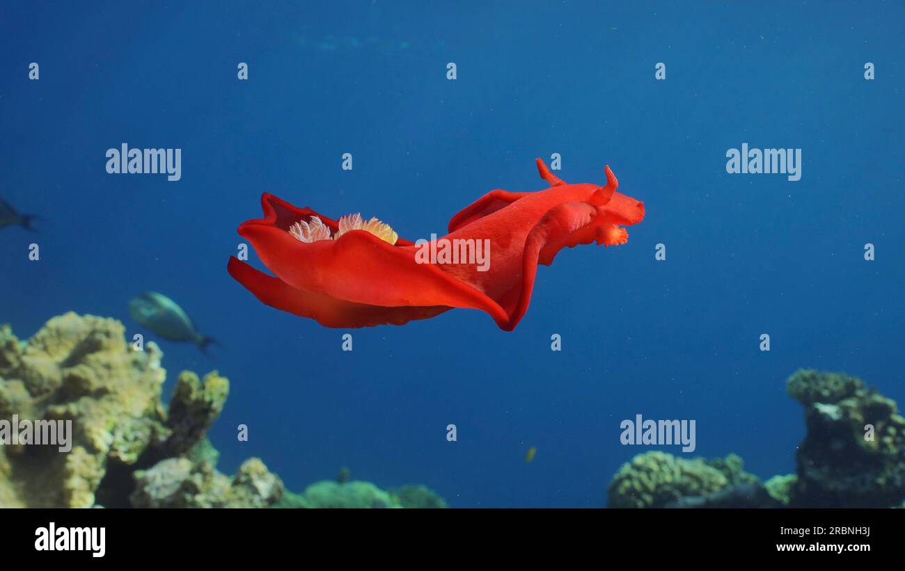 Rosso brillante Sea Slug nuota nel blu del mare ai raggi del sole di giorno. Il ballerino spagnolo Nudibranch (Hexabranchus sanguineus) galleggia sopra la barriera corallina in Sunburst, R. Foto Stock