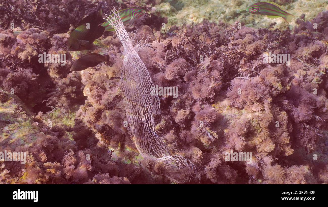 La rete di stoccaggio in plastica da cucina scartata si trova sulla barriera corallina ricoperta di alghe rosse. Sacchetto di plastica a rete su alghe rosse. Vista dall'alto, Mar Rosso, Egitto Foto Stock